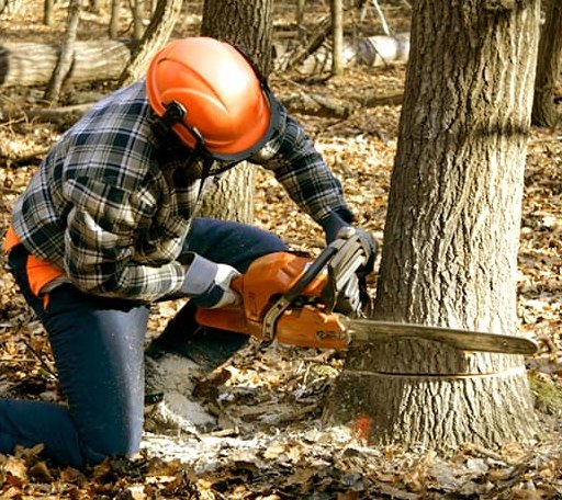Tree Removal in Lachine, MI